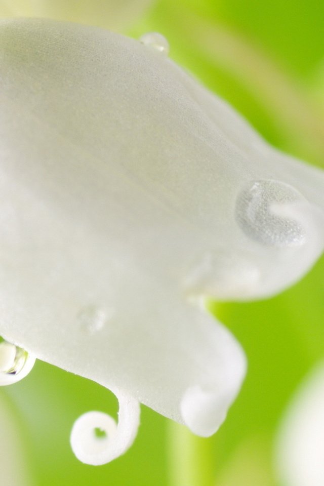 Обои ландыш крупным планом, lily of the valley closeup разрешение 1920x1080 Загрузить