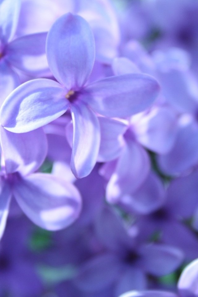 Обои цветы, макро, весна, сирень, flowers, macro, spring, lilac разрешение 1920x1080 Загрузить