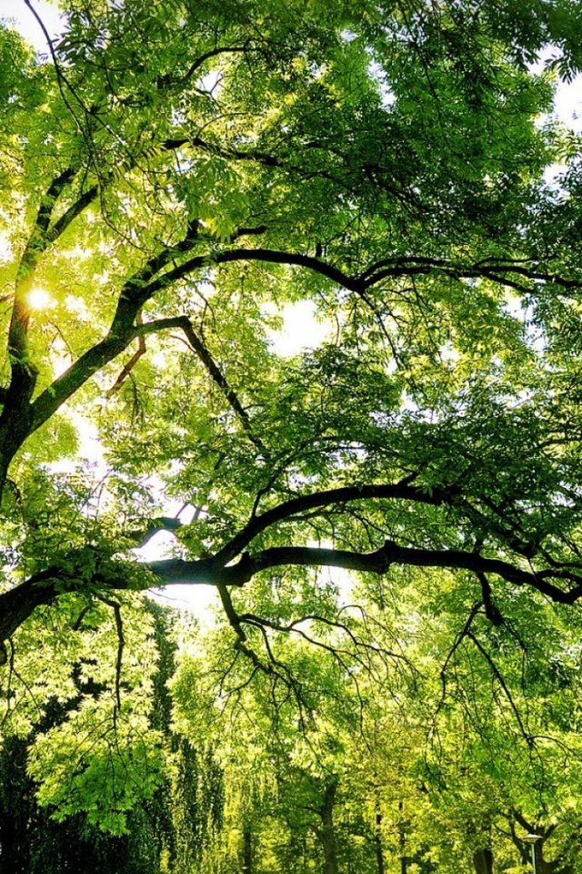 Обои небо, солнце, природа, дерево, лучи, лето, зеленая листва, the sky, the sun, nature, tree, rays, summer, green foliage разрешение 1920x1200 Загрузить