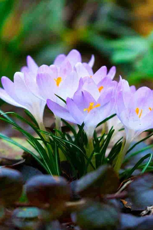 Обои листья, макро, весна, крокусы, первоцветы, leaves, macro, spring, crocuses, primroses разрешение 1920x1080 Загрузить