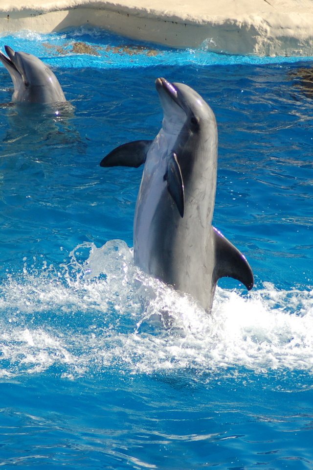 Обои вода, море, дельфины, дельфин, water, sea, dolphins, dolphin разрешение 1920x1200 Загрузить
