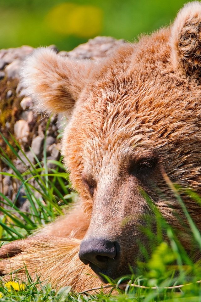 Обои медведь, спит, отдых, травка, бурый медведь, bear, sleeping, stay, weed, brown bear разрешение 2560x1600 Загрузить