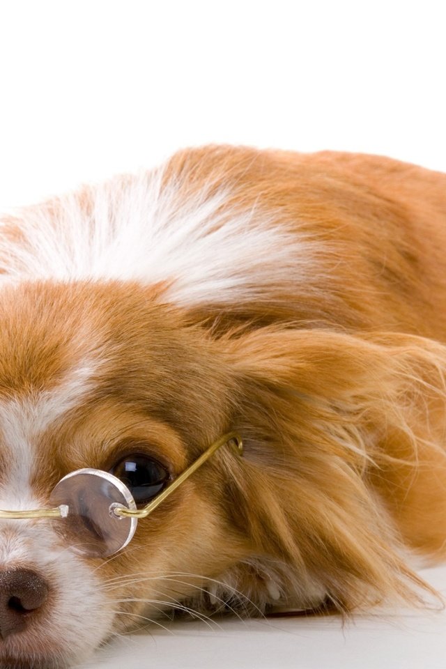 Обои очки, собака, щенок, белый фон, папильон, glasses, dog, puppy, white background, papillon разрешение 2560x1600 Загрузить