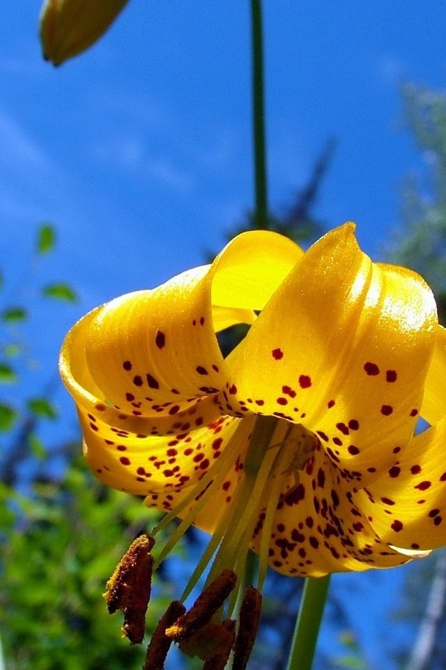 Обои небо, цветы, лепестки, тычинки, лилии, желтые, the sky, flowers, petals, stamens, lily, yellow разрешение 1920x1080 Загрузить