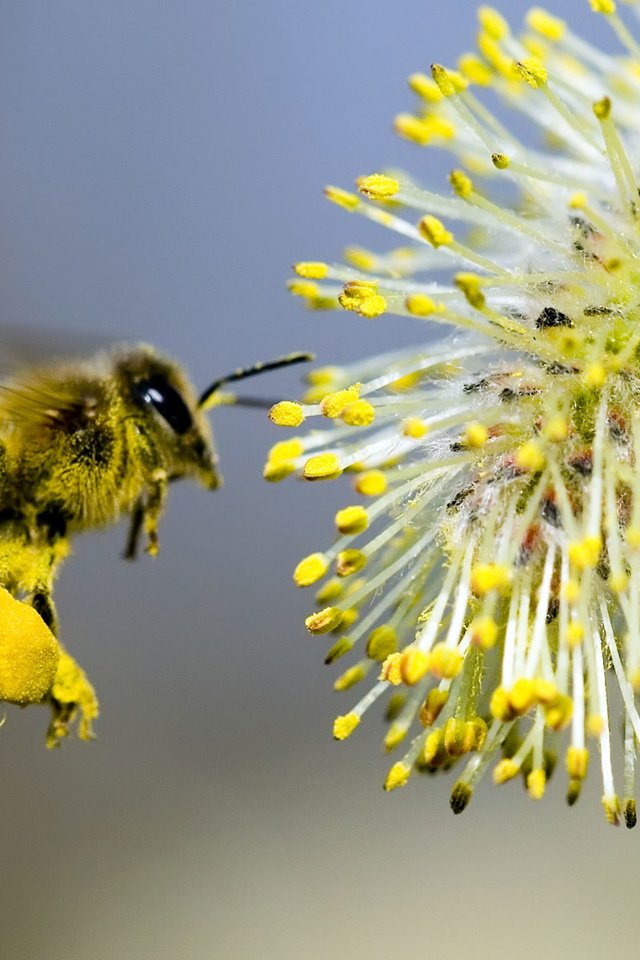 Обои макро, насекомые, пчела, нектар, верба, опыление, macro, insects, bee, nectar, verba, pollination разрешение 1920x1200 Загрузить