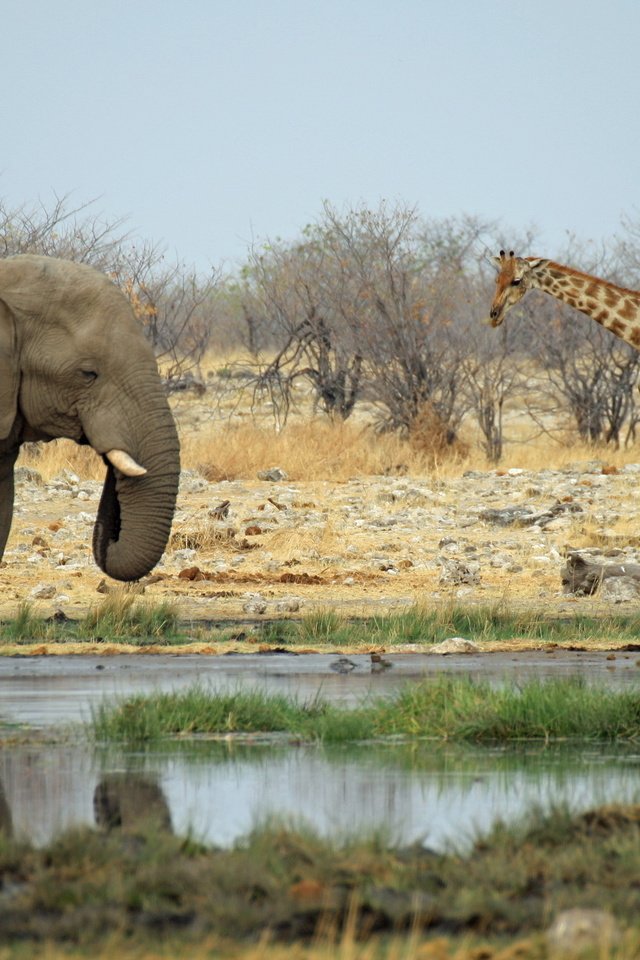 Обои животные, слон, африка, жираф, водопой, саванна, animals, elephant, africa, giraffe, drink, savannah разрешение 2560x1600 Загрузить