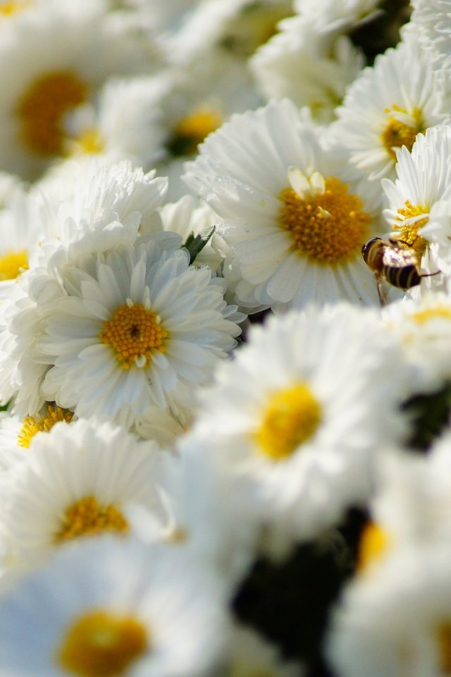 Обои цветы, насекомое, ромашки, белые, пчела, хризантемы, flowers, insect, chamomile, white, bee, chrysanthemum разрешение 2880x1800 Загрузить