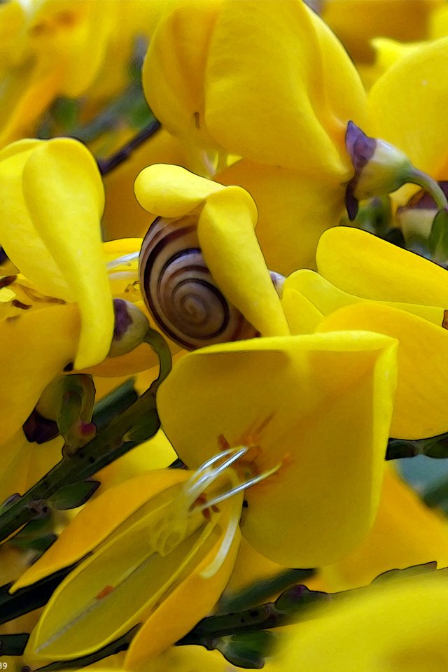 Обои цветы, лепестки, насекомые, стебли, улитка, желтые, ракитник, flowers, petals, insects, stems, snail, yellow, broom разрешение 1920x1200 Загрузить