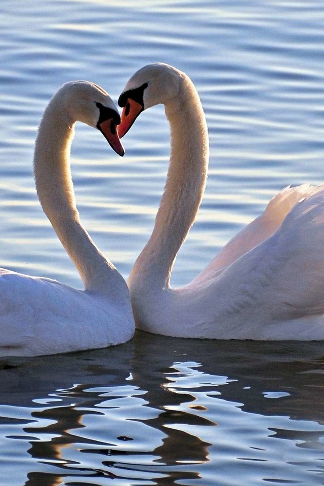 Обои озеро, птица, любовь, белые, лебеди, лебедь, lake, bird, love, white, swans, swan разрешение 1920x1200 Загрузить