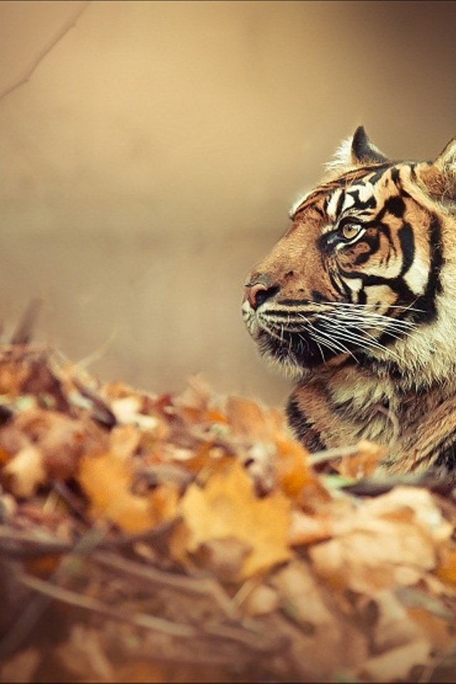 Обои тигр, природа, листья, осень, хищник, профиль, большая кошка, осенние листья, tiger, nature, leaves, autumn, predator, profile, big cat, autumn leaves разрешение 2000x1086 Загрузить