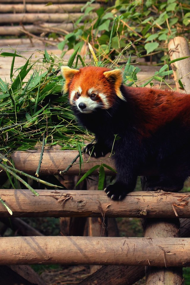Обои панда, зверек, енот, красная панда, малая панда, panda, animal, raccoon, red panda разрешение 1920x1200 Загрузить