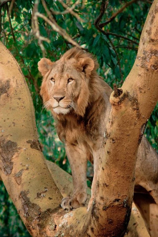 Обои природа, дерево, хищник, лев, саванна, nature, tree, predator, leo, savannah разрешение 1920x1200 Загрузить