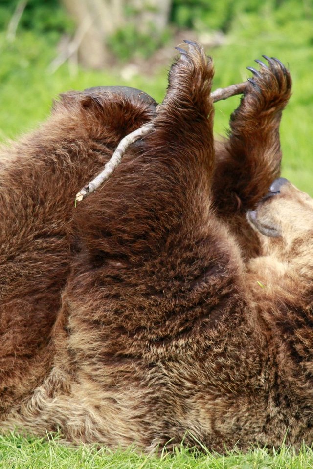 Обои трава, лапы, медведь, зеленая, палка, бурый медведь, grass, paws, bear, green, stick, brown bear разрешение 1989x1323 Загрузить