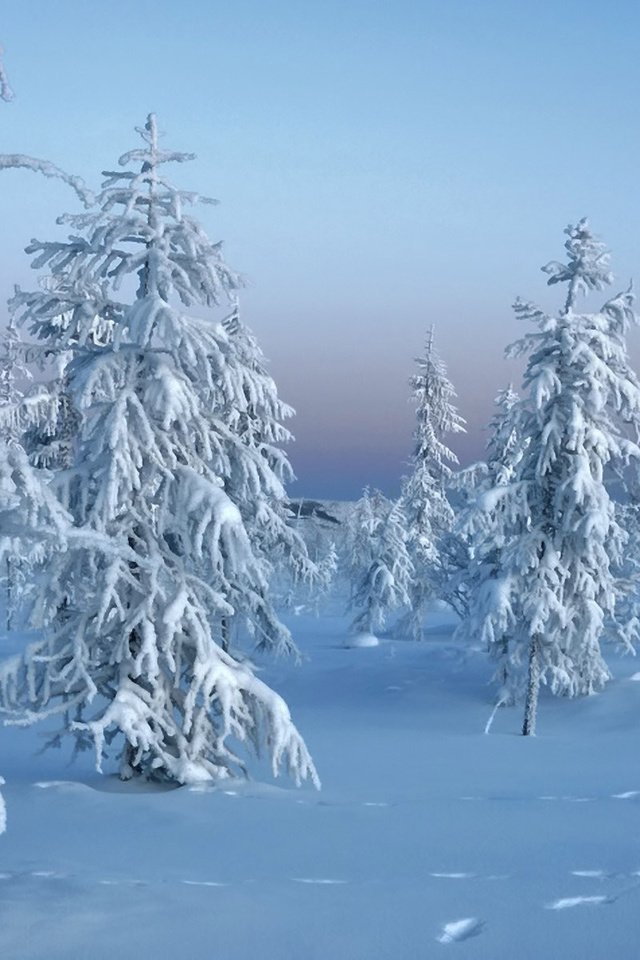 Обои снег, зимний лес, природа, новый год, лес, зима, мороз, ели, сугробы, snow, winter forest, nature, new year, forest, winter, frost, ate, the snow разрешение 1920x1200 Загрузить