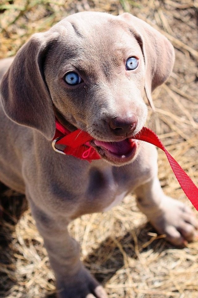 Обои собака, щенок, поводок, веймаранер, голубые глазки, dog, puppy, leash, the weimaraner, blue eyes разрешение 1920x1200 Загрузить