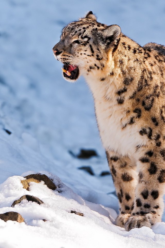 Обои горы, снег, камни, хищник, снежный барс, ирбис, барс, mountains, snow, stones, predator, snow leopard, irbis, bars разрешение 1920x1200 Загрузить