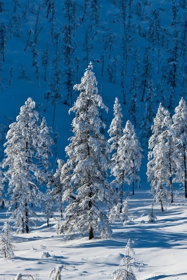 Обои деревья, горы, снег, природа, лес, зима, ели, trees, mountains, snow, nature, forest, winter, ate разрешение 1920x1200 Загрузить