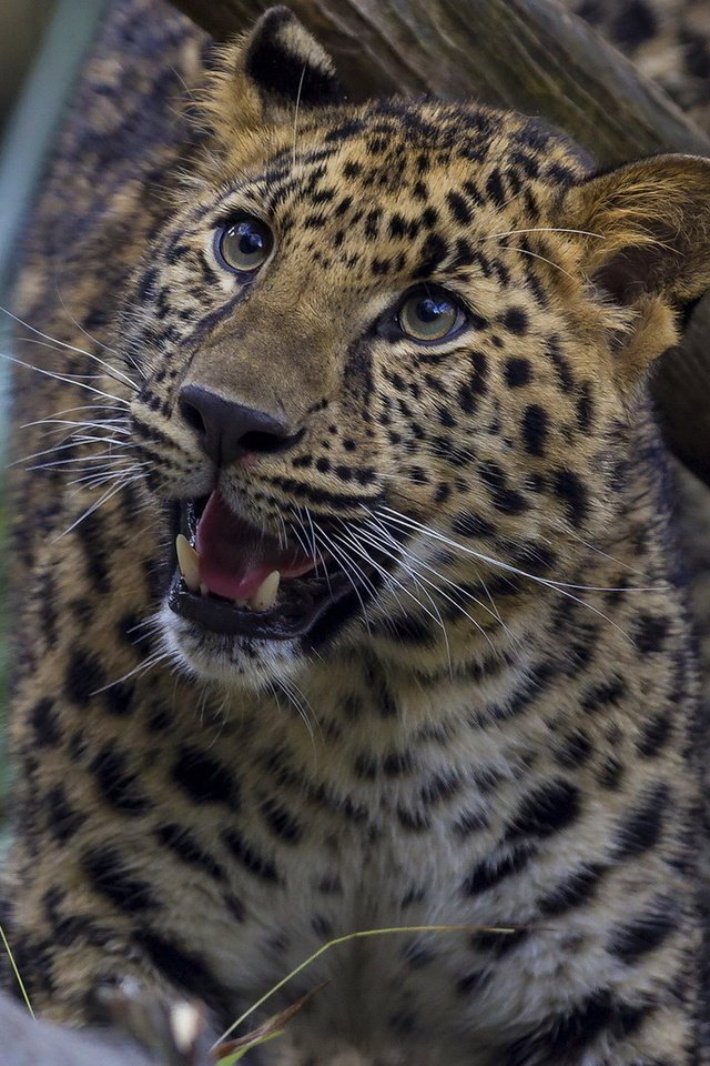 Обои природа, дерево, леопард, хищник, охотник, гепард, nature, tree, leopard, predator, hunter, cheetah разрешение 1920x1200 Загрузить