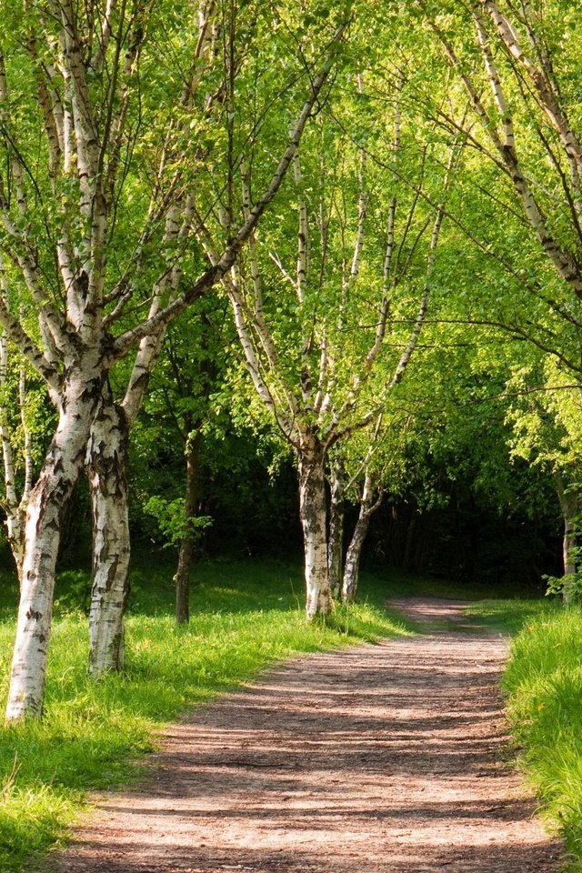 Обои парк, дорожка, березы, лето, зеленые деревья, park, track, birch, summer, green trees разрешение 2560x1600 Загрузить