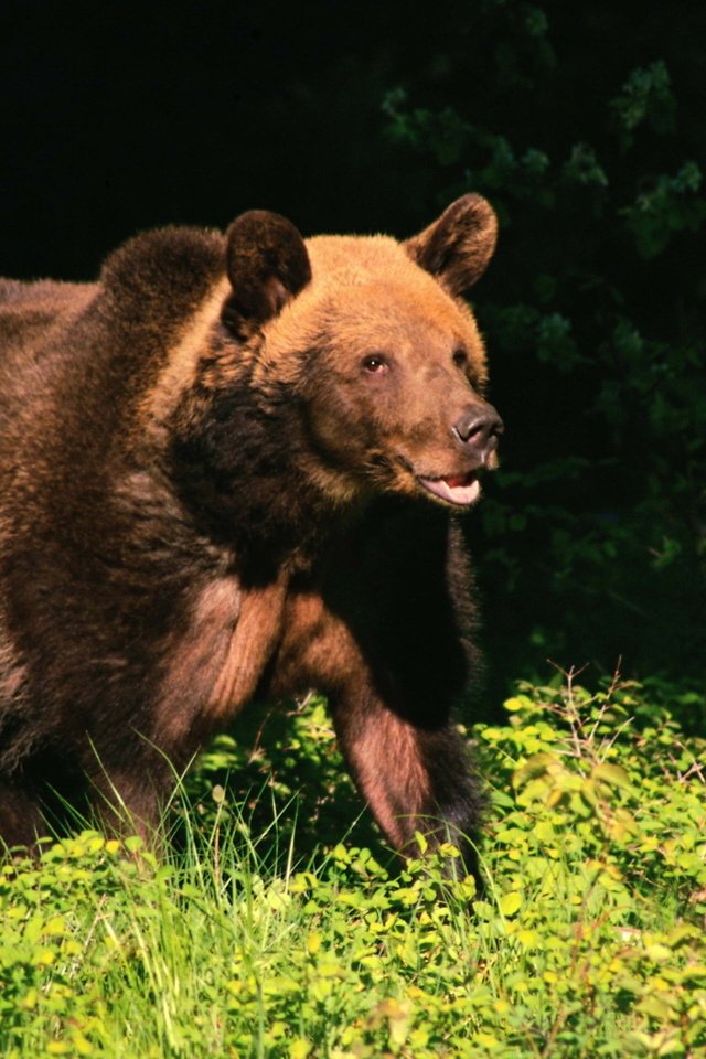 Обои дерево, лес, лето, медведь, бурый медведь, tree, forest, summer, bear, brown bear разрешение 2560x1600 Загрузить