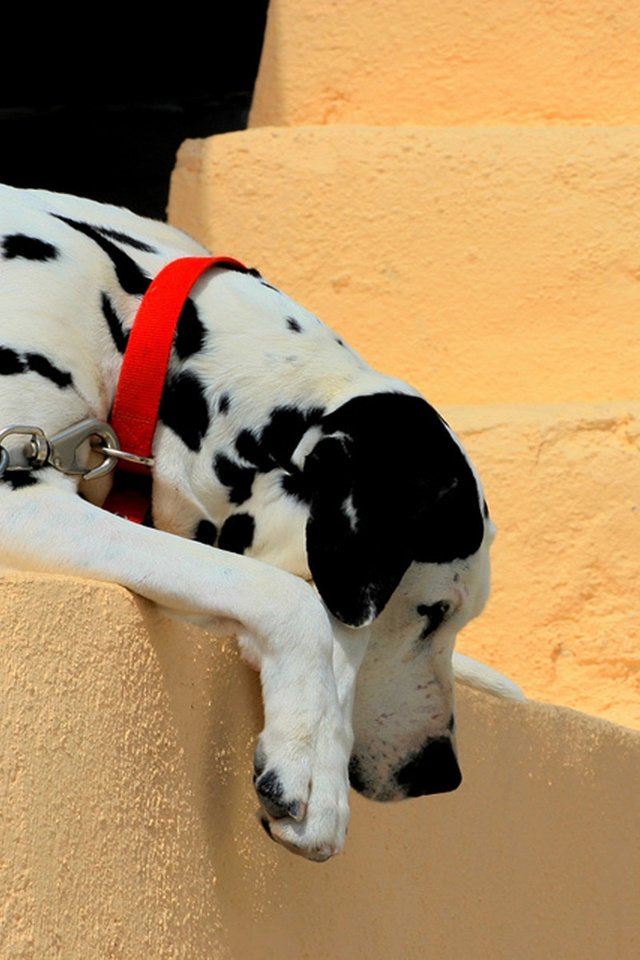 Обои стена, собака, далматин, ошейник, цепь, wall, dog, dalmatian, collar, chain разрешение 1920x1200 Загрузить