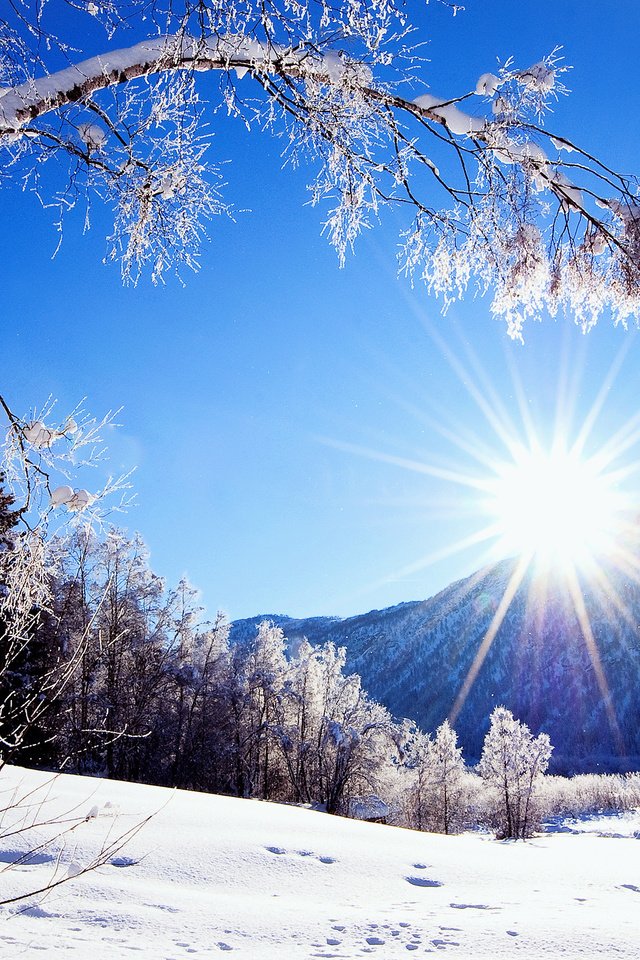 Обои деревья, горы, солнце, снег, природа, зима, мороз, иней, зимний лес, winter forest, trees, mountains, the sun, snow, nature, winter, frost разрешение 2560x1600 Загрузить