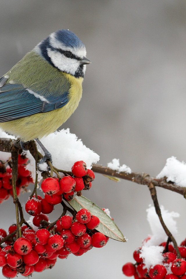 Обои ветка, снег, зима, ягода, птица, рябина, синица, синичка, branch, snow, winter, berry, bird, rowan, tit, titmouse разрешение 1920x1080 Загрузить