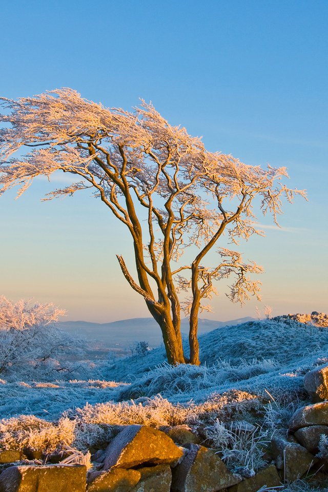 Обои снег, природа, дерево, камни, зима, иней, snow, nature, tree, stones, winter, frost разрешение 2560x1600 Загрузить