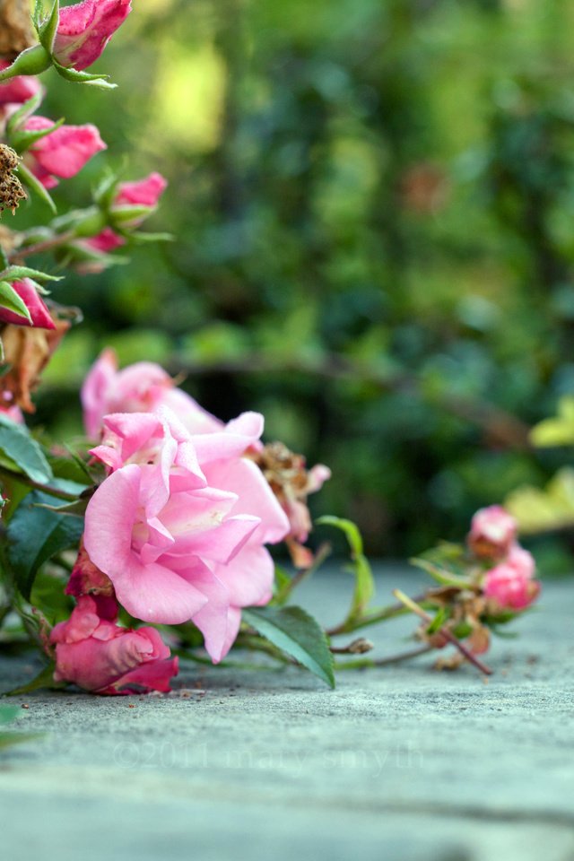 Обои цветы, розы, роза, розовый, куст, flowers, roses, rose, pink, bush разрешение 2560x1600 Загрузить