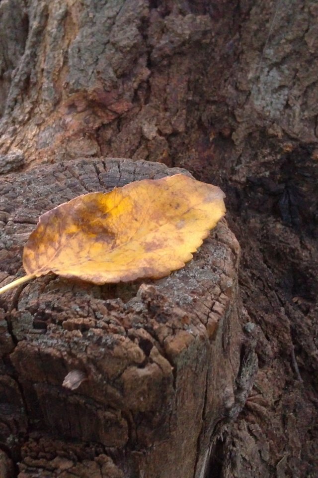 Обои осень, лист, пень, autumn, sheet, stump разрешение 3264x2448 Загрузить