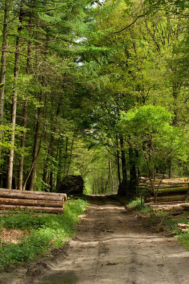 Обои дорога, деревья, зелень, лес, road, trees, greens, forest разрешение 1920x1200 Загрузить