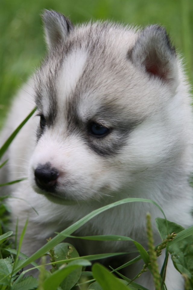 Обои трава, щенок, хаски, голубые глаза, лайка, маленький пес, grass, puppy, husky, blue eyes, laika, small dog разрешение 4752x3168 Загрузить