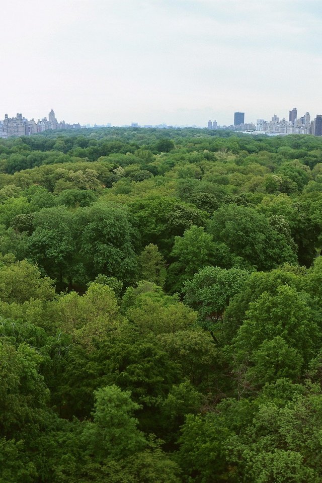 Обои деревья, парк, нью-йорк, центральный парк, trees, park, new york, central park разрешение 3200x1200 Загрузить