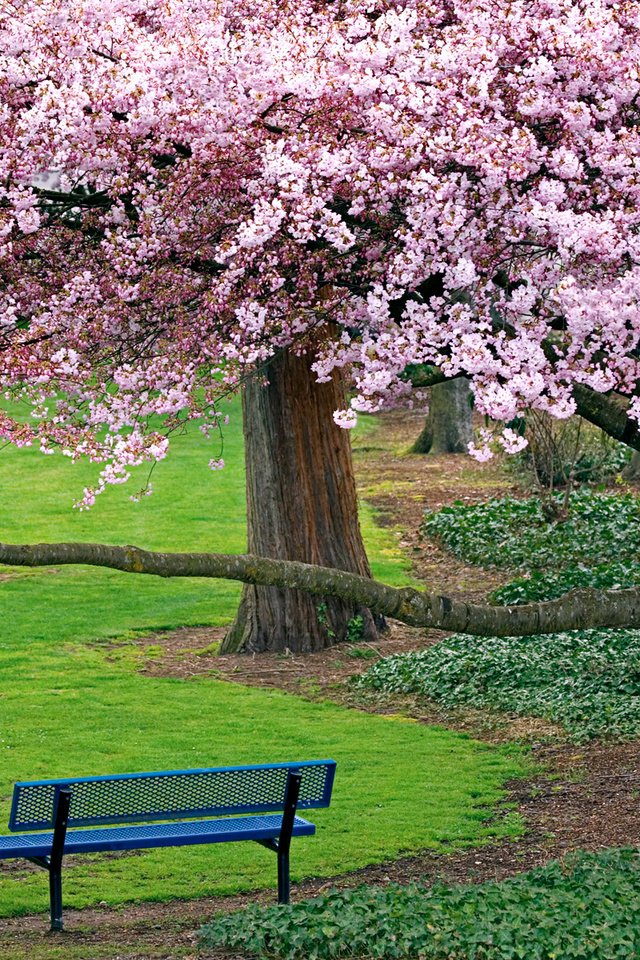 Обои деревья, природа, дорожка, весна, скамейка, сакура, цветущие, trees, nature, track, spring, bench, sakura, blooming разрешение 1920x1200 Загрузить