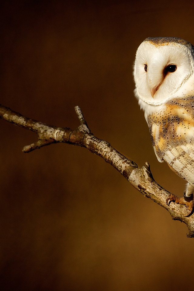 Обои сова, ветка, фон, птица, совенок, сипуха, owl, branch, background, bird, owlet, the barn owl разрешение 1920x1200 Загрузить