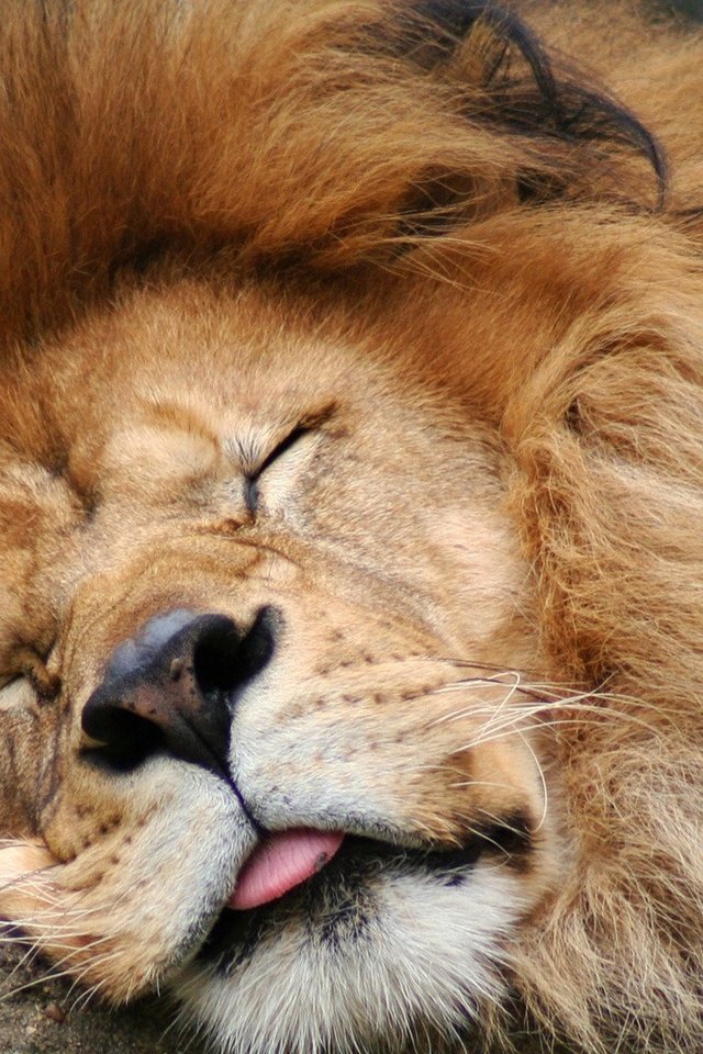 Обои морда, спит, хищник, большая кошка, лев, язык, грива, face, sleeping, predator, big cat, leo, language, mane разрешение 1920x1080 Загрузить