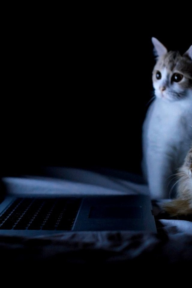 Обои ночь, кошки, ноутбук, night, cats, laptop разрешение 2000x1377 Загрузить