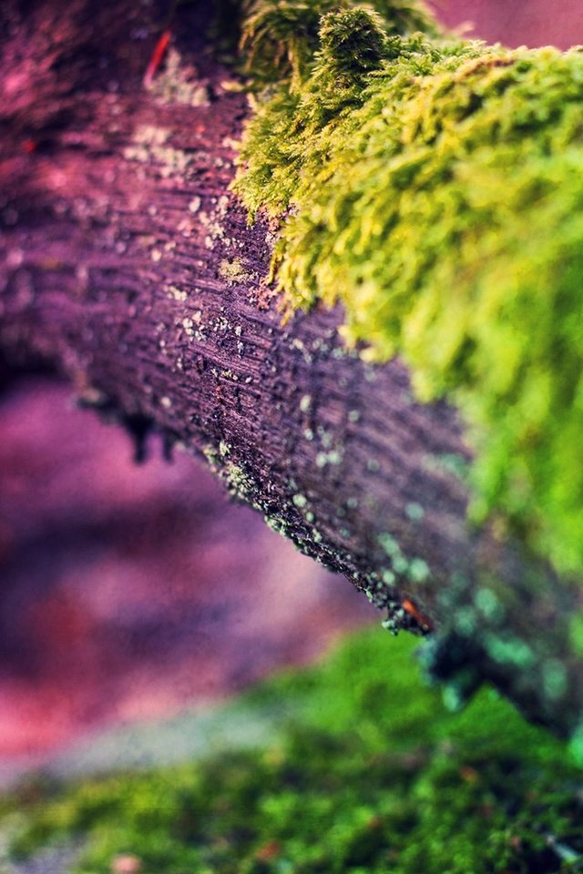 Обои свет, природа, дерево, макро, цвет, мох, ствол, light, nature, tree, macro, color, moss, trunk разрешение 1920x1080 Загрузить