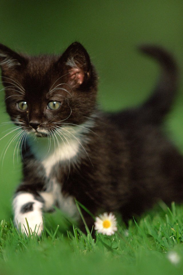 Обои трава, природа, кошка, котенок, ромашки, чёрно-белый, grass, nature, cat, kitty, chamomile, black and white разрешение 2560x1600 Загрузить