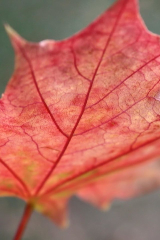 Обои макро, осень, красный, лист, клен, macro, autumn, red, sheet, maple разрешение 1920x1200 Загрузить