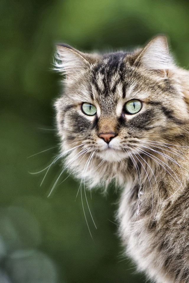 Обои глаза, кот, кошка, взгляд, пушистый, серый, полосатый, eyes, cat, look, fluffy, grey, striped разрешение 2560x1600 Загрузить