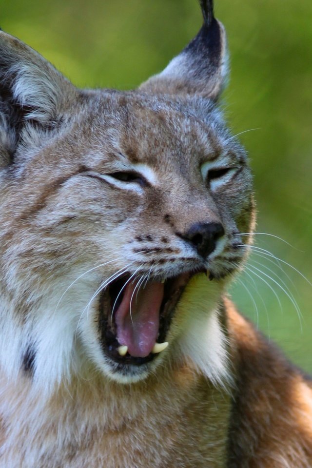 Обои рысь, хищник, ушки, зевает, дикая кошка, lynx, predator, ears, yawns, wild cat разрешение 2560x1600 Загрузить