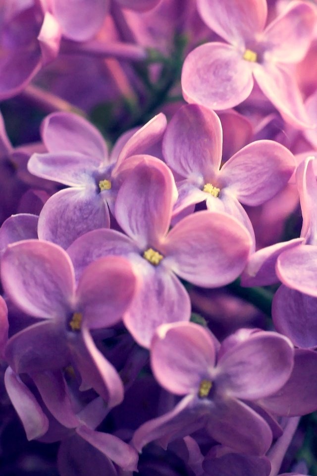 Обои природа, весна, сирень, nature, spring, lilac разрешение 2560x1600 Загрузить