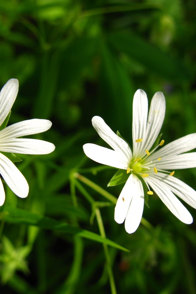 Обои цветы, белые, cvety, leto, zvezdochki, lug, звездчатка, flowers, white, stellaria разрешение 4000x3000 Загрузить
