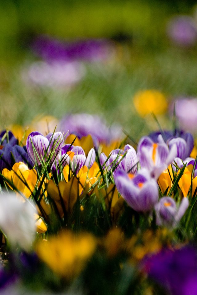 Обои фиолетовый, поляна, весна, крокусы, purple, glade, spring, crocuses разрешение 3648x2736 Загрузить