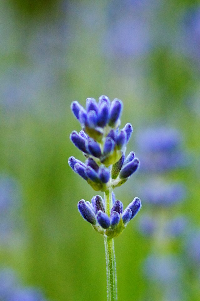 Обои макро, поле, лаванда, размытость, синяя, macro, field, lavender, blur, blue разрешение 4000x1280 Загрузить