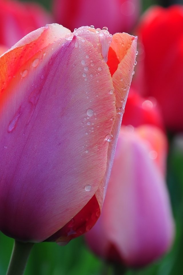 Обои тюльпаны, cvety, kapli, tyulpany, tulips разрешение 1920x1200 Загрузить