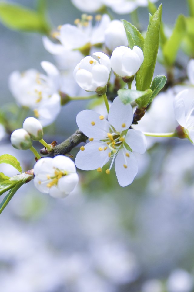 Обои цветение, ветки, весна, яблоня, cvety, belye, yablonya, cvetenie, butony, vetk, леспестки, flowering, branches, spring, apple, lepestki разрешение 3888x2592 Загрузить