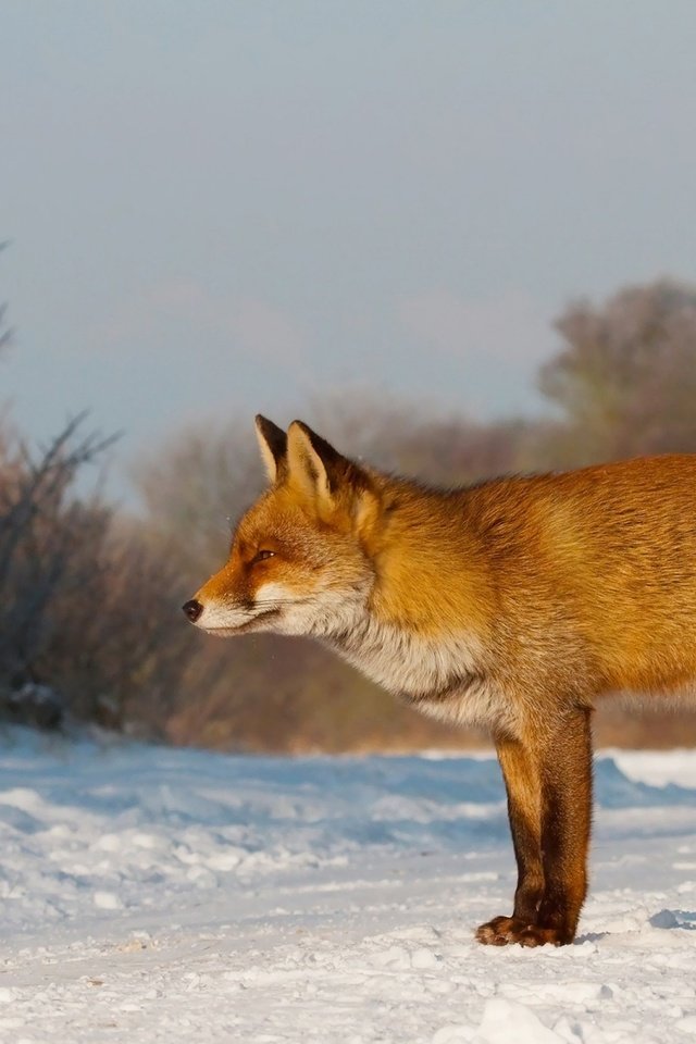 Обои снег, зима, рыжая, лиса, лисица, охота, внимательность, snow, winter, red, fox, hunting, care разрешение 2560x1600 Загрузить