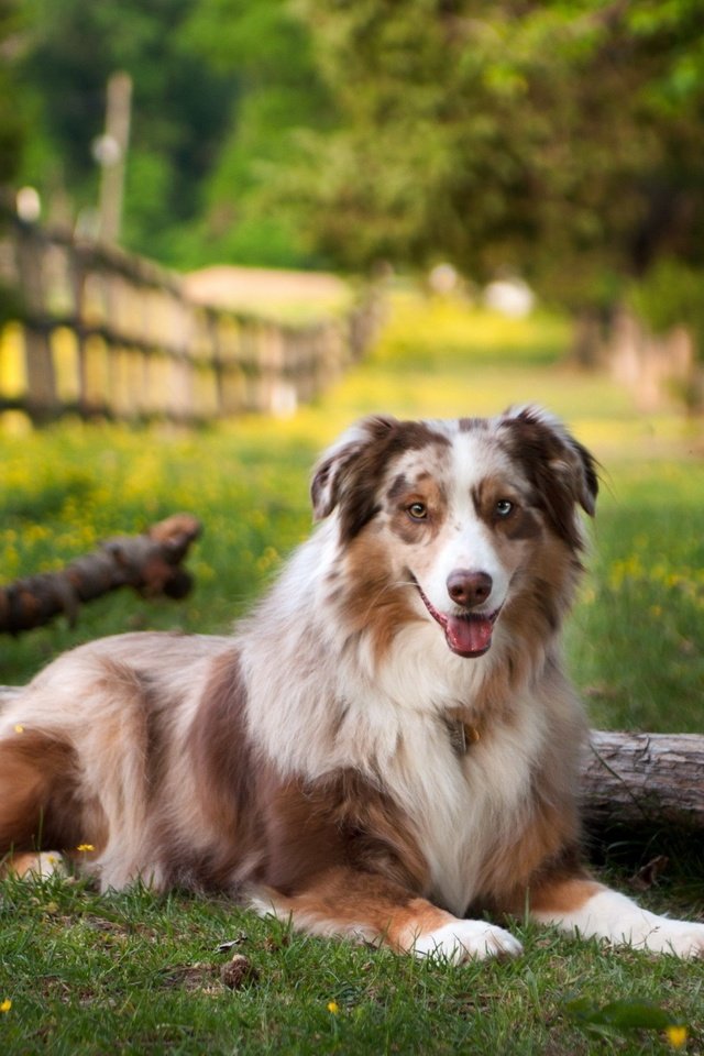 Обои поле, лето, собака, австралийская овчарка, field, summer, dog, australian shepherd разрешение 2560x1600 Загрузить